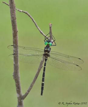 Macromia taeniolata, male